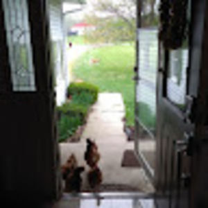 Meet your Posher, Tamer